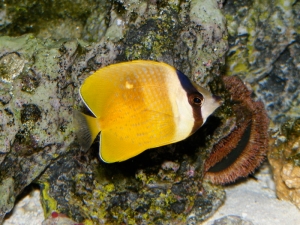 Sunburst Butterflyfish