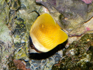 Another shot of my Sunburst (Kline's) Butterflyfish