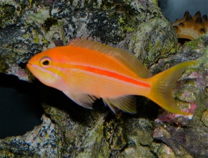 Red Stripe Anthias