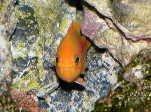 Anthias
