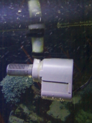 Remora Protein skimmer