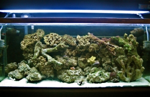 my 55gal tank
