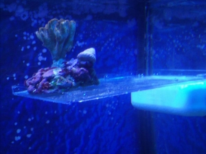homemade CD cover frag rack w/ dying purple digitata
