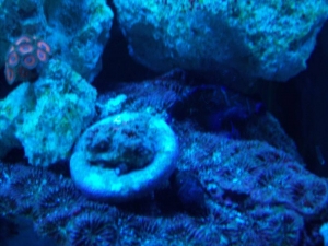 chalice and mandarin goby
