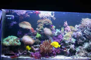 tank35