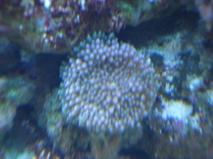 fish_020