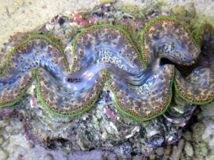 Tridacna Maxima Clam 7&quot; Clams On Demand