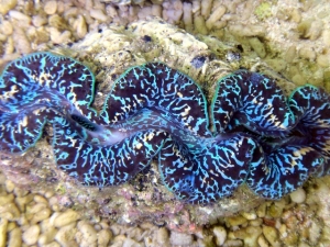 Tridacna Maxima Clam 7&quot; Clams On Demand