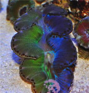 Bi-Color Clam
