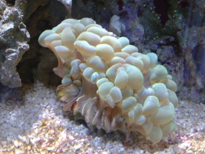 Green Bubble Coral