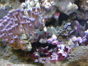 Zoanthids