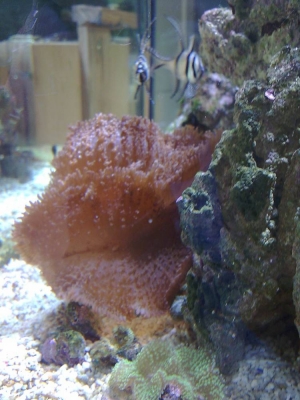 Fuzzy Mushrooms and Cardinal Fish