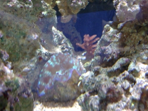 Deresa Clam