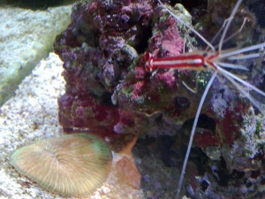 Fungai and Cleaner Shrimp