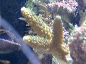 Green Acro
