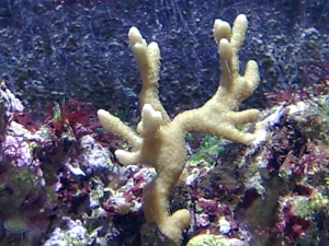 Montipora Digitata