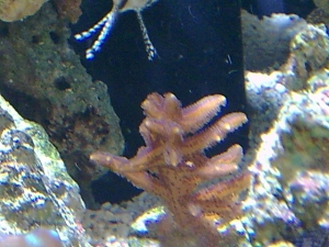 Birds Nest