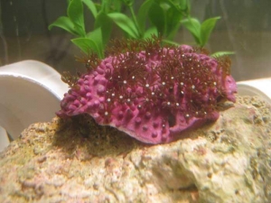 green star polyp