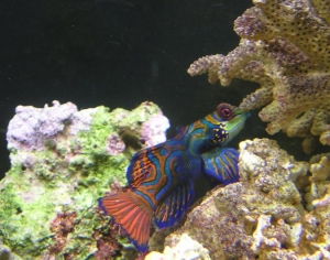 mandarin