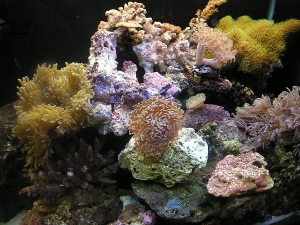 Right side of my 5 month old reef tank
