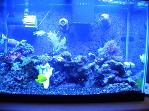 New Frogspawn &amp; Finger leather