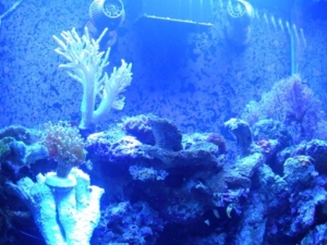 New Frogspawn &amp; Finger leather