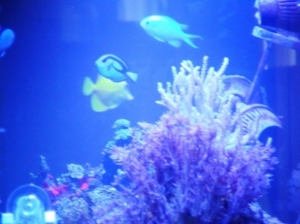 New Frogspawn &amp; Finger leather