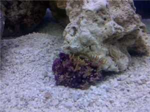 Star_polyps
