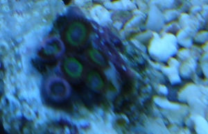 MRA zoas?