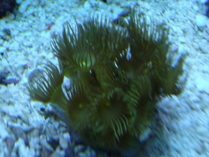 Yellow polyps