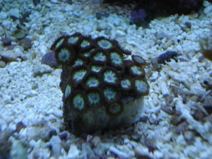 Kiwi Zoas