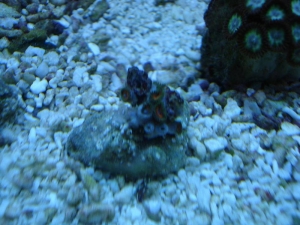 Watermelon Zoas