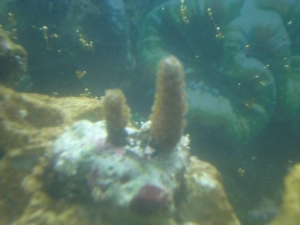 Blue Tip Staghorn