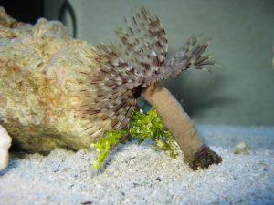 Halimeda on feather duster