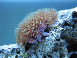 green star polyp