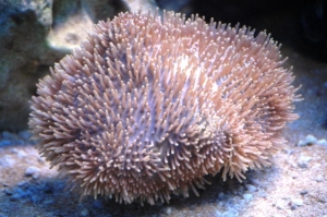 Leather Toadstool