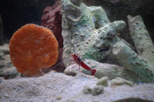 Fire Cleaner Shrimp