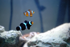 Two clowns