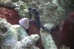 Black seahorse