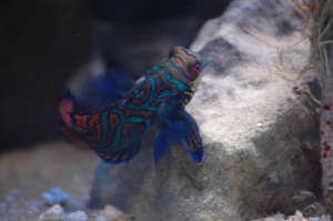 Mandarin Dragonet