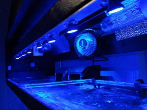 Led_Cree_Build_051-1