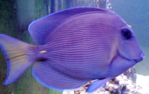 Atlantic Blue