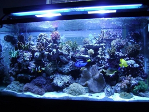 90 gallon reef
