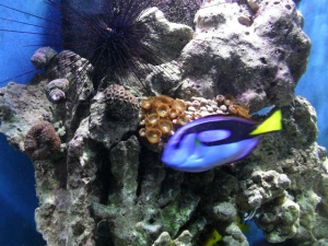 Hippo Tang-Urchin