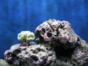 New Coral