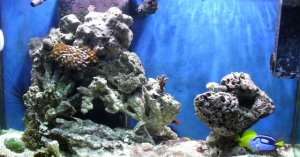 90 Gallon Bow Front