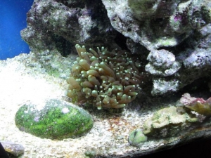 Torch Coral