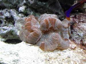 Coral