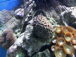 Urchin