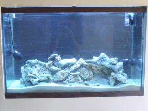my 125 gal tank